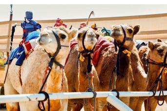 Visite du village chameau de Dubaï