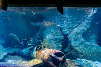 Promotion : Aquarium national et tour gratuit d'Abou Dabi