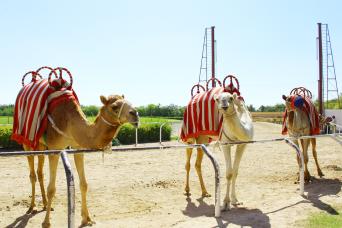 Promotion : Camel Village Dubai avec tour gratuit de Dubai