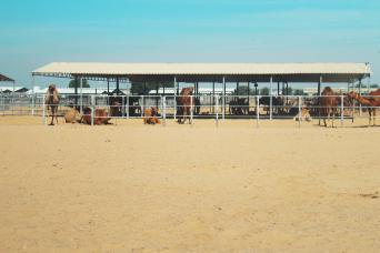 Promotion : Camel Village Dubai avec tour gratuit de Dubai