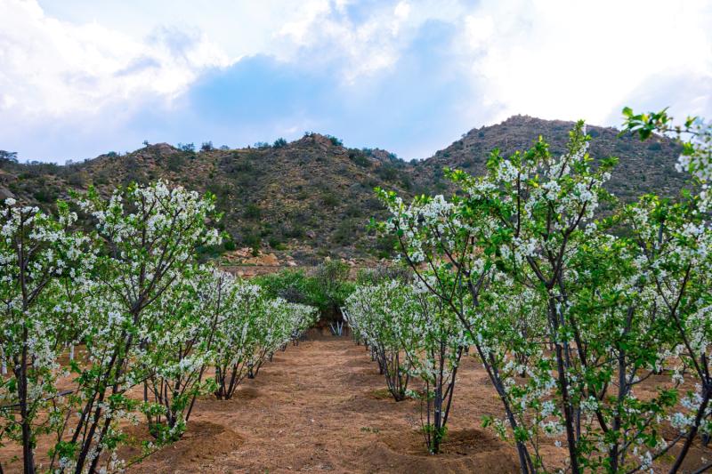 Discover Taif with lunch from Makkah