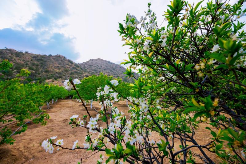 Discover Taif with lunch from Makkah
