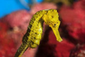 Barcelone : bus à arrêts multiples avec entrée à l'aquarium