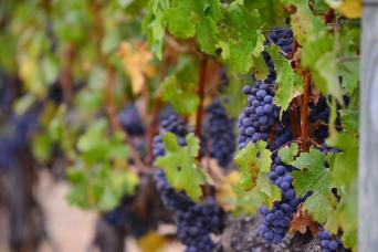 Bilbao : visite d'une journée à La Rioja et ses vignobles