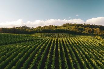 Bilbao : visite d'une journée à La Rioja et ses vignobles