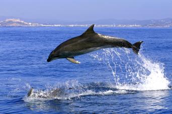 Depuis la Costa del Sol : observation des dauphins de Gibraltar