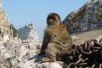 Depuis la Costa del Sol : observation des dauphins de Gibraltar