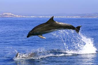 Gibraltar Express : observation des dauphins