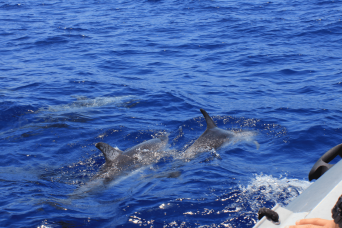 Gibraltar Express : observation des dauphins