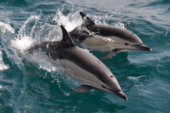 Gibraltar Express : observation des dauphins