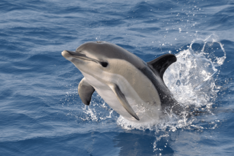 Gibraltar Express : observation des dauphins