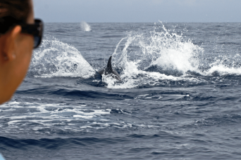 Gibraltar Express : observation des dauphins