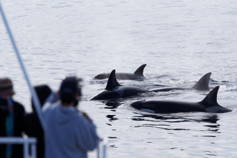 Gibraltar Express : observation des dauphins