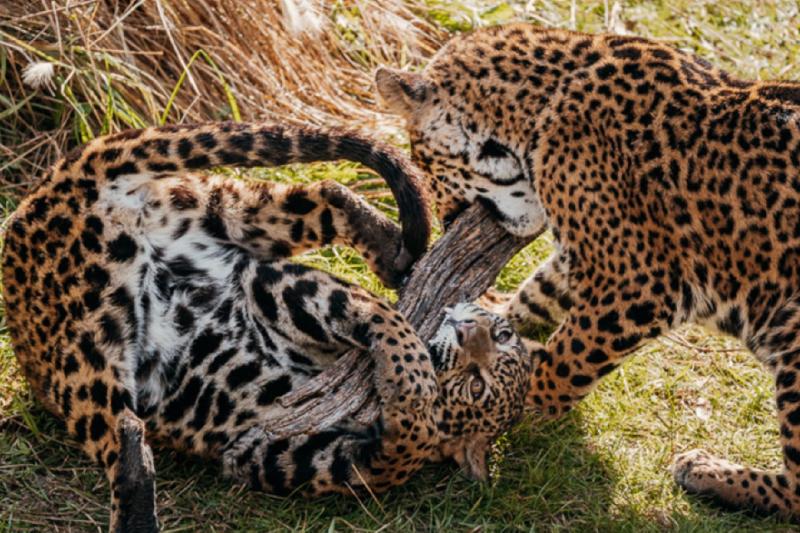 Zoo Temaiken : excursion d'une journée