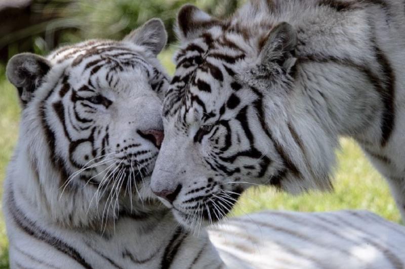 Zoo Temaiken : excursion d'une journée