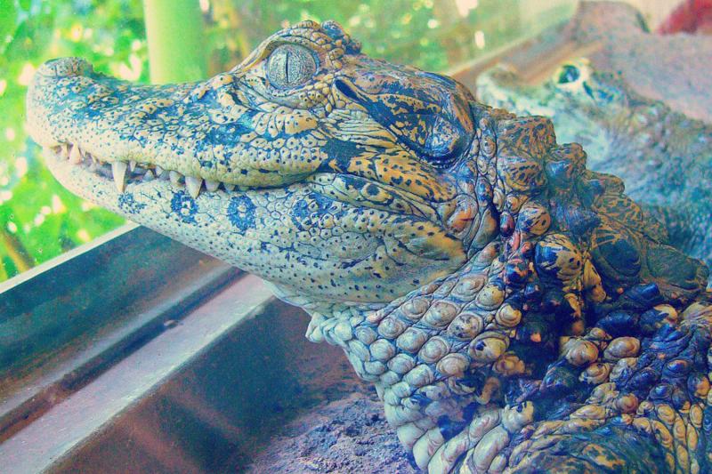 Biocentre d''Iguaçu