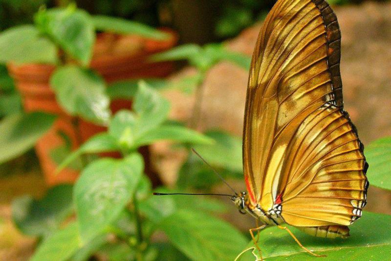 Biocentre d''Iguaçu
