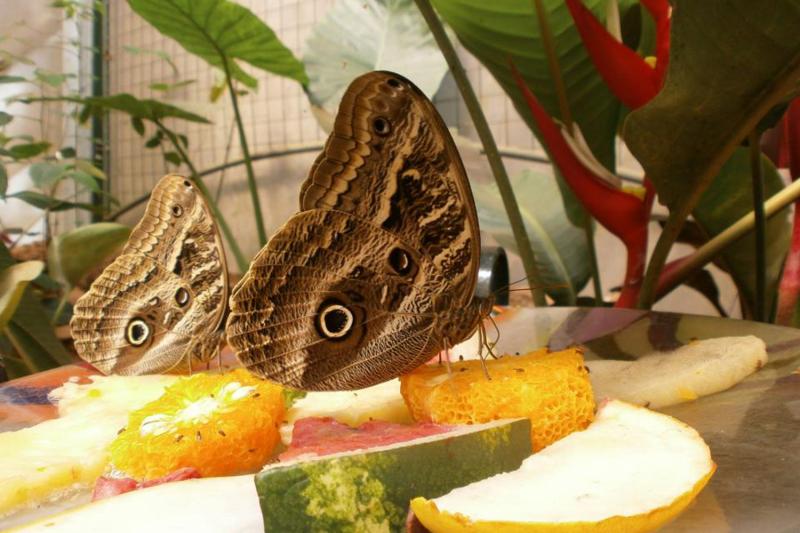 Biocentre d''Iguazú