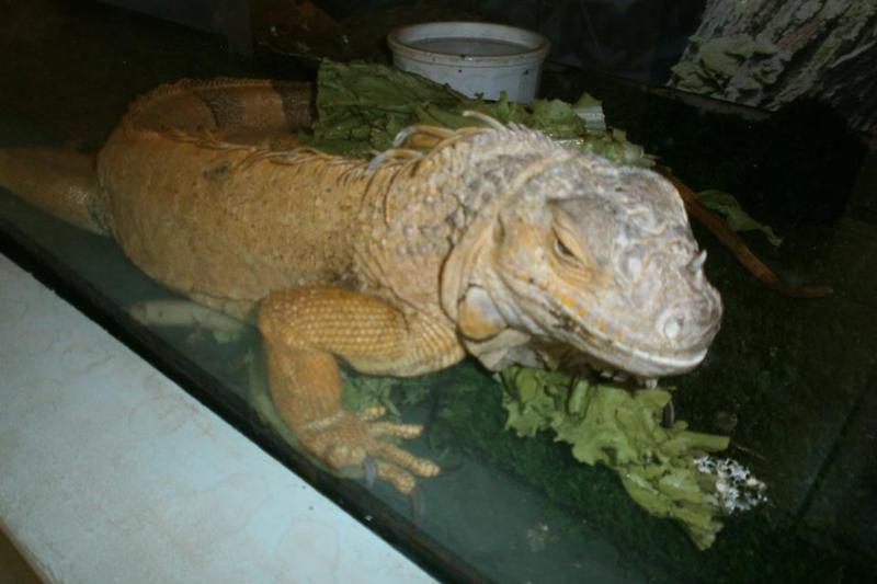 Biocentre d''Iguazú