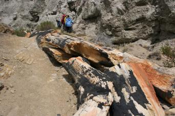 Forêt pétrifiée de la Leona: un voyage vers le passé