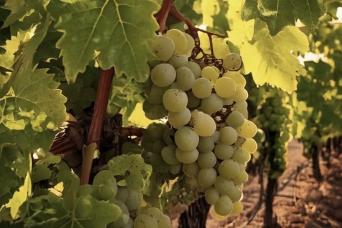 Découvrez le charme des caves Mendoza