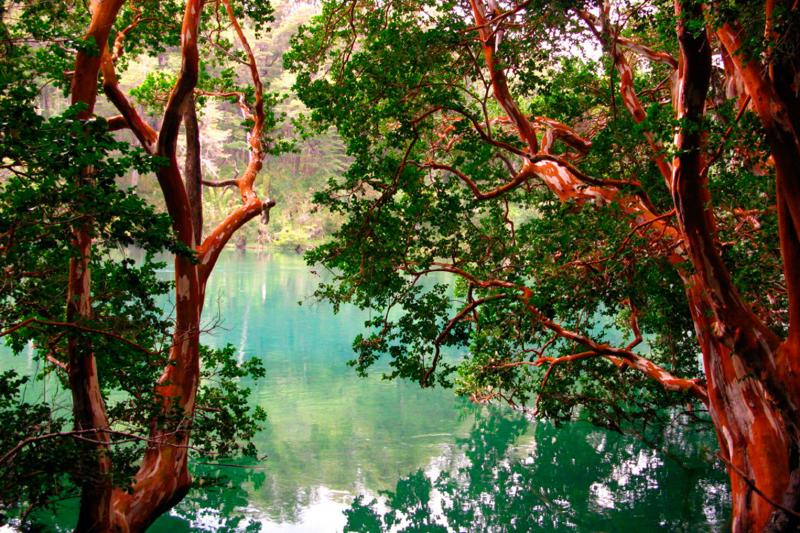 1-Day Victoria Island and Arrayanes Forest Tour with Transfers