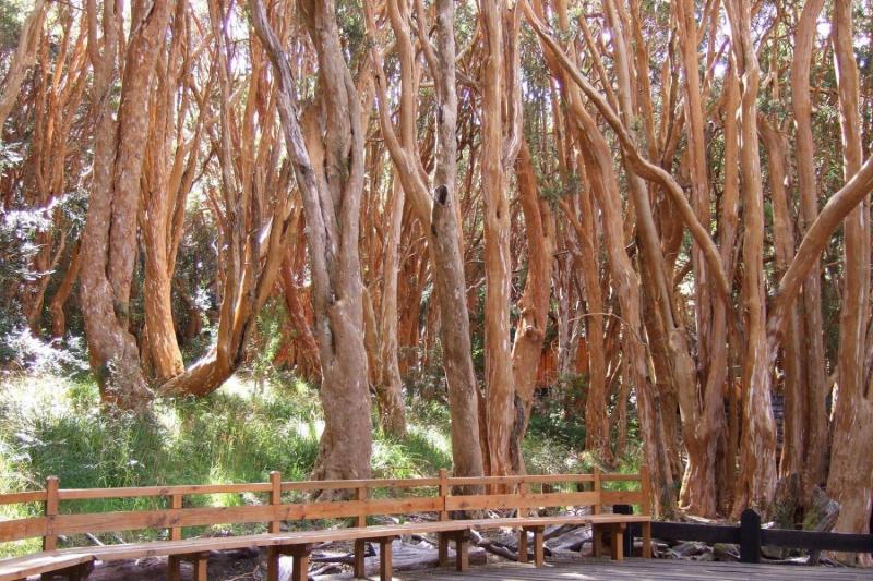 1-Day Victoria Island and Arrayanes Forest Tour with Transfers