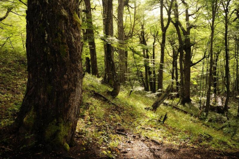 1-Day Victoria Island and Arrayanes Forest Tour with Transfers