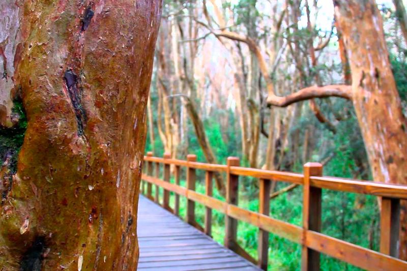 1-Day Victoria Island and Arrayanes Forest Tour with Transfers