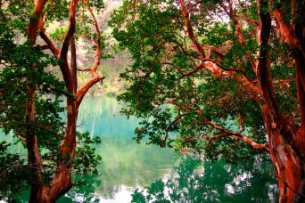 VICTORIA ISLAND ET FORESS