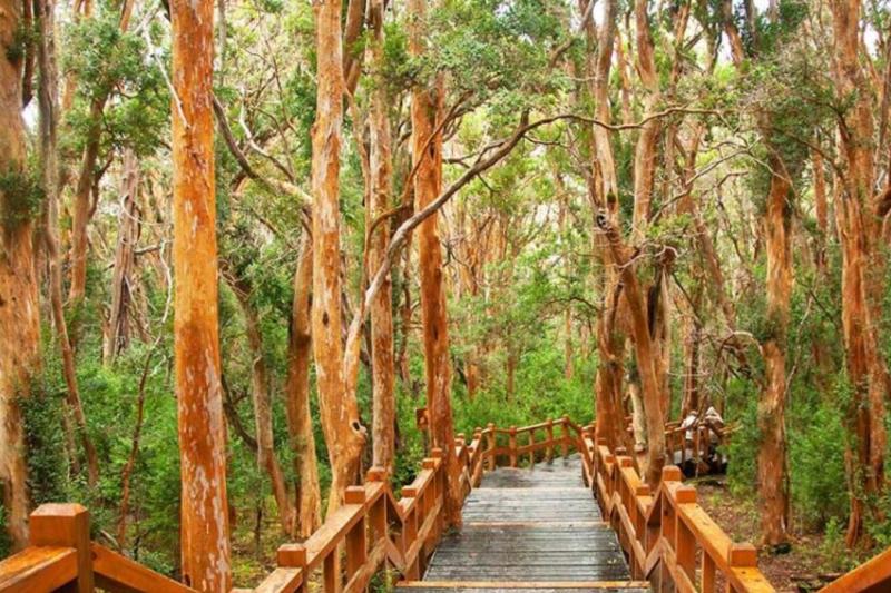 1-Day Victoria Island and Arrayanes Forest Tour