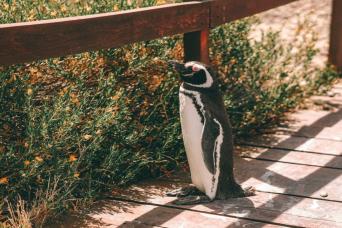 Puerto Madryn: Excursion d'une journée complète à Punta Tombo