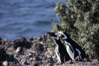 Puerto Madryn: Excursion d'une journée complète à Punta Tombo