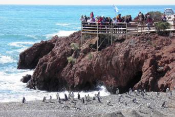 Puerto Madryn: Excursion d'une journée complète à Punta Tombo