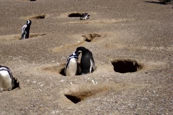 Puerto Madryn: Excursion d'une journée complète à Punta Tombo