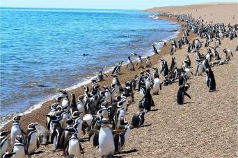 Puerto Madryn: Excursion d'une journée complète à Punta Tombo