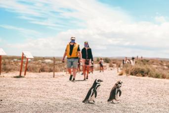 Puerto Madryn: Excursion d'une journée complète à Punta Tombo
