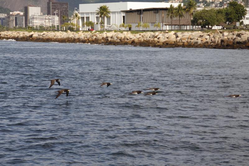Baía de Guanabara com almoço opcional