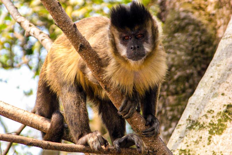 Eco Tour: Cantareira State Park and Waterfalls