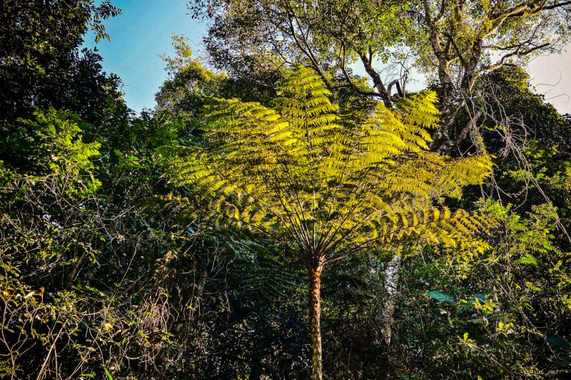 Eco Tour: Cantareira State Park and Waterfalls