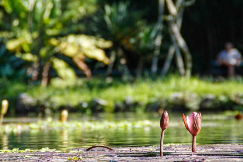Botanical Garden Private Tour - Guided Visit