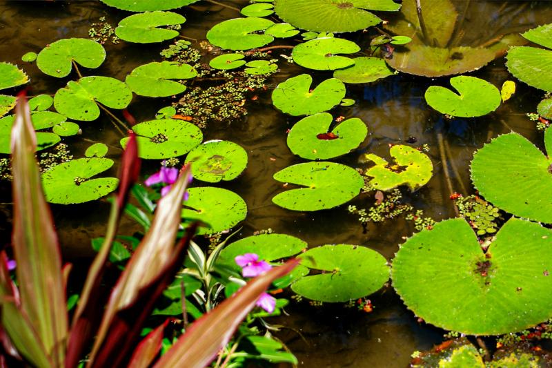 Botanical Garden Private Tour - Guided Visit
