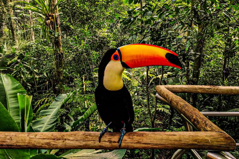 Immersive visit to the incredible Bird Park