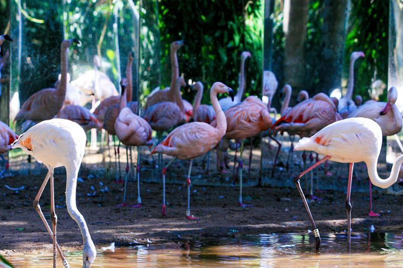Immersive visit to the incredible Bird Park