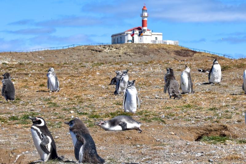 Excursion en bateau sur le thème des pingouins à l'île Magdalena