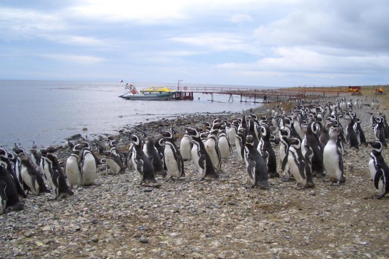 Excursion en bateau sur le thème des pingouins à l'île Magdalena