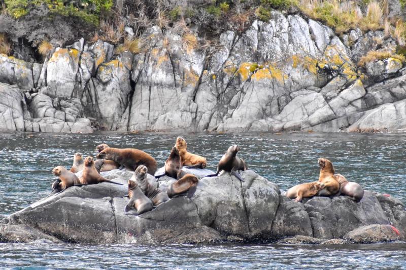 Excursion en bateau sur le thème des pingouins à l'île Magdalena