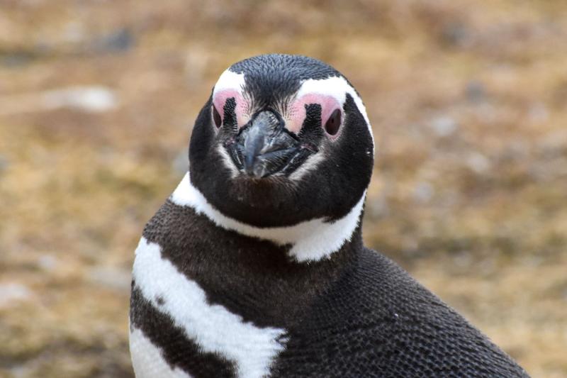 Excursion en bateau sur le thème des pingouins à l'île Magdalena