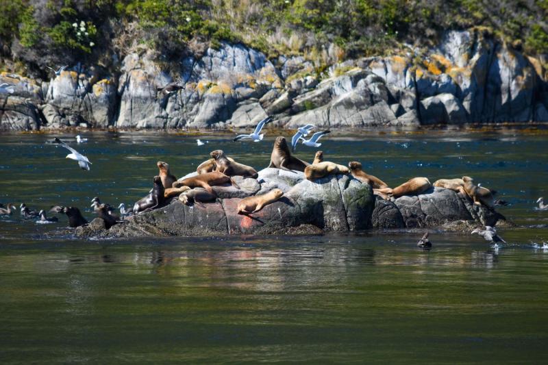Excursion en bateau sur le thème des pingouins à l'île Magdalena