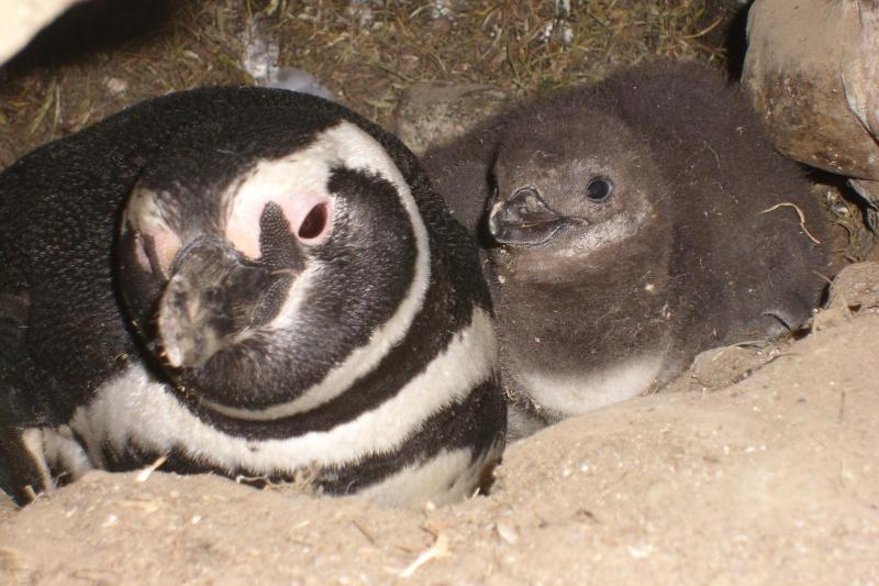 Excursion en bateau sur le thème des pingouins à l'île Magdalena